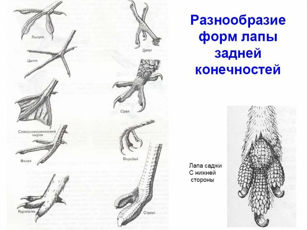 Строение конечностей птиц. Конечности наземно воздушных. Конечности наземного типа. Типы ног у птиц.