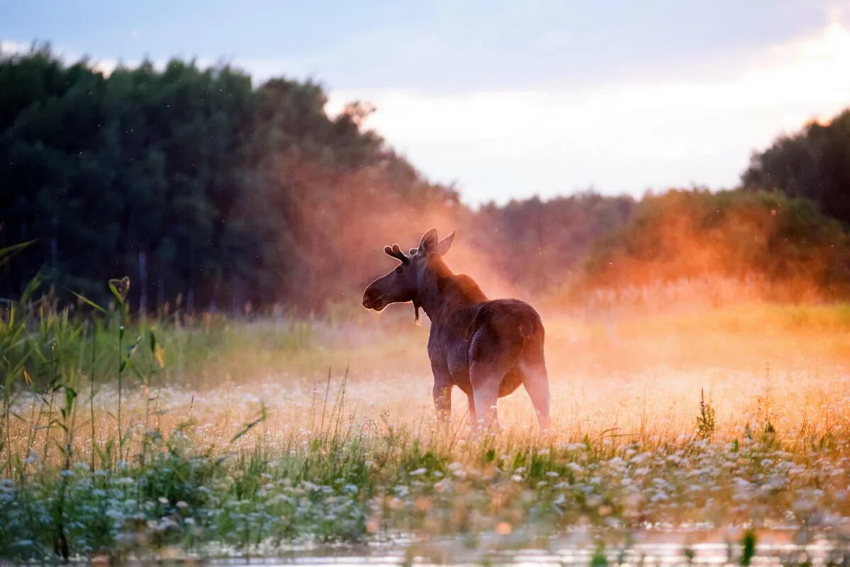 Сценарий дикая природа