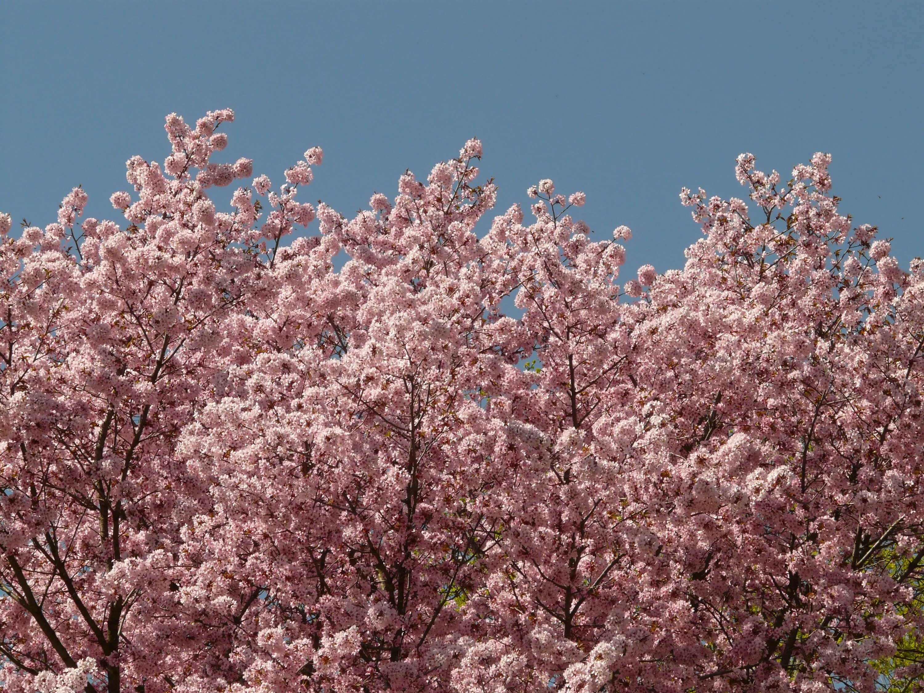Виды сакуры. Сакура (вишня декоративная) Ошидори. Сакура дерево. Вишни в цвету. Японская вишня.