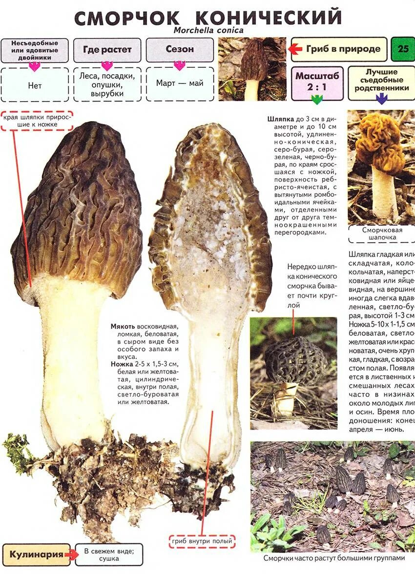 Какие грибы строчки. Сморчки грибы съедобные и ложные. Гриб строчок сморчок отличия. Грибы сморчки и строчки съедобные или нет. Сморчки грибы ядовитые или съедобные.