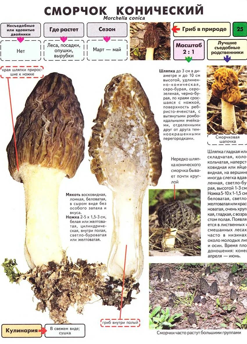 Строчки грибы съедобные и несъедобные. Сморчки грибы съедобные и ложные. Гриб строчок сморчок отличия. Грибы сморчки и строчки съедобные или нет. Сморчки грибы ядовитые или съедобные.