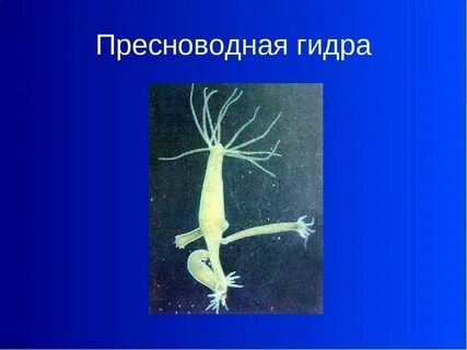 Пресноводную гидру относят к типу кишечнополостные