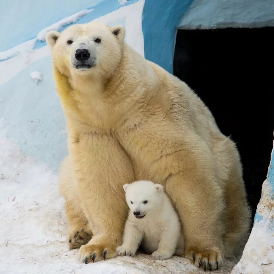 белый медведь в зоопарке роев ручей. белый медведь в московском зоопарке. схватка белых медведей. белый мишка. белый медведь (лаптевская популяция).