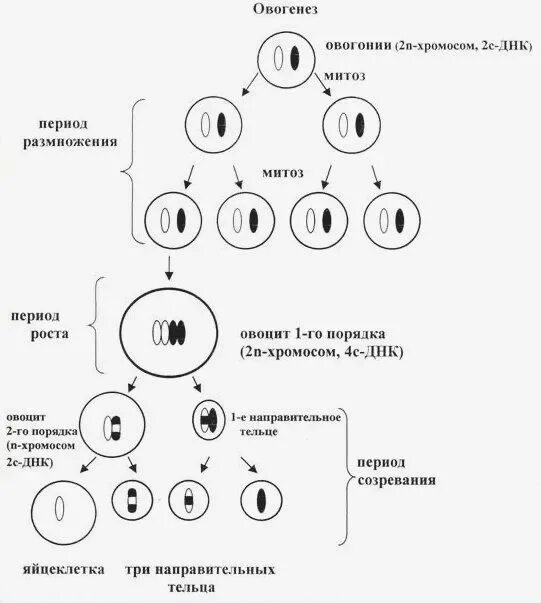 Какой набор генетического материала содержит мерозоит