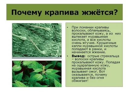 Кислота в листьях крапивы
