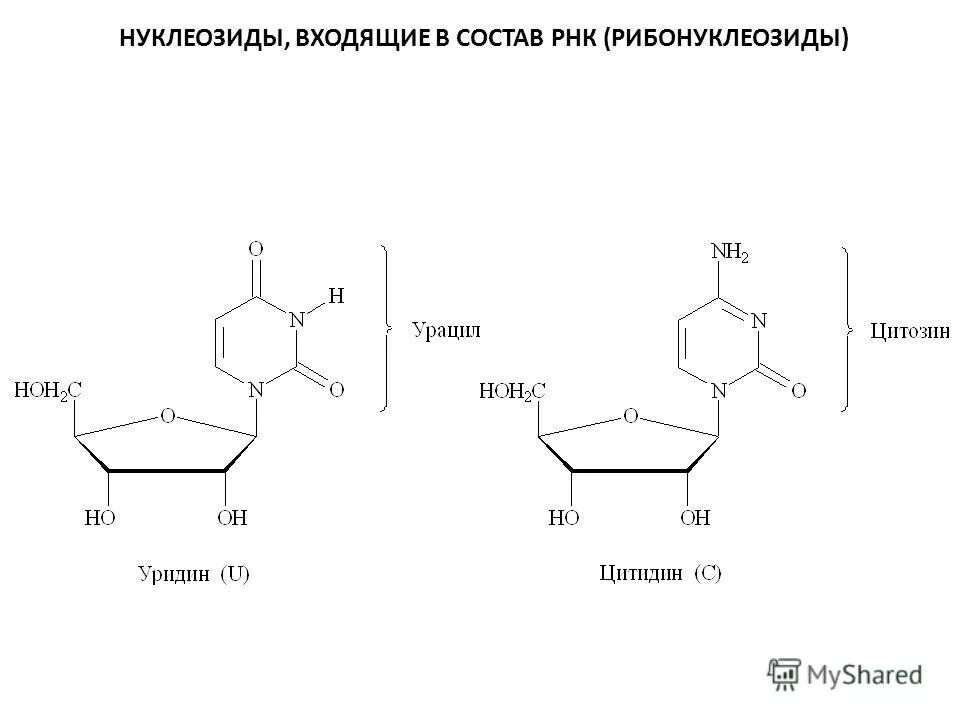 Углеводы днк и рнк. Урацил входит в состав нуклеотидов. Нуклеозид пуриновой РНК. Состав нуклеозида. Нуклеозиды входящие в состав ДНК.