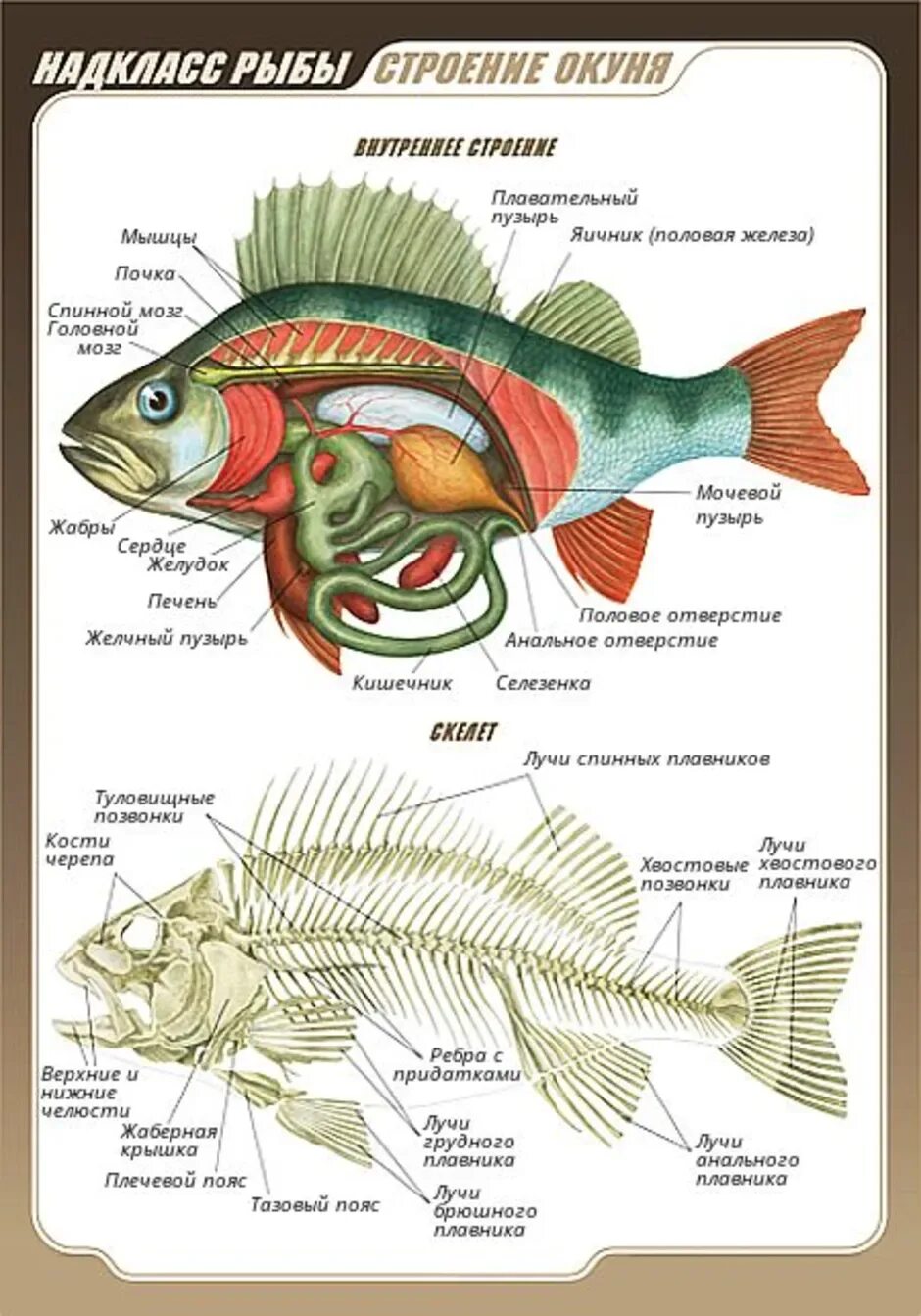 Внутреннее строение щуки. Надкласс рыбы строение. Внутреннее строение речного окуня. Надкласс рыбы внутреннее строение окуня. Строение окуня внутри.