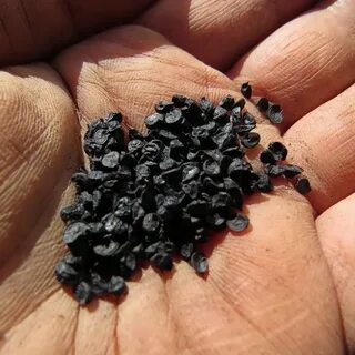 Лук чернушка какие сорта