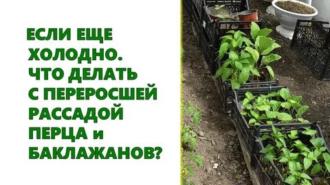 Перец перерос