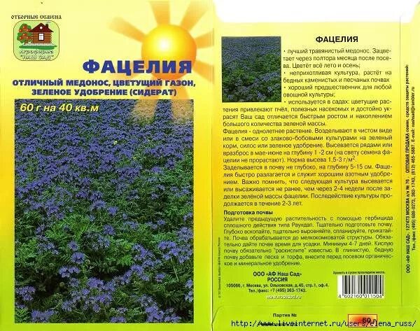 Фацелия норма. Фацелия сидерат семена. цветок медонос фацелия. сидераты для огорода фацелия. фацелия пижмолистная сидерат.