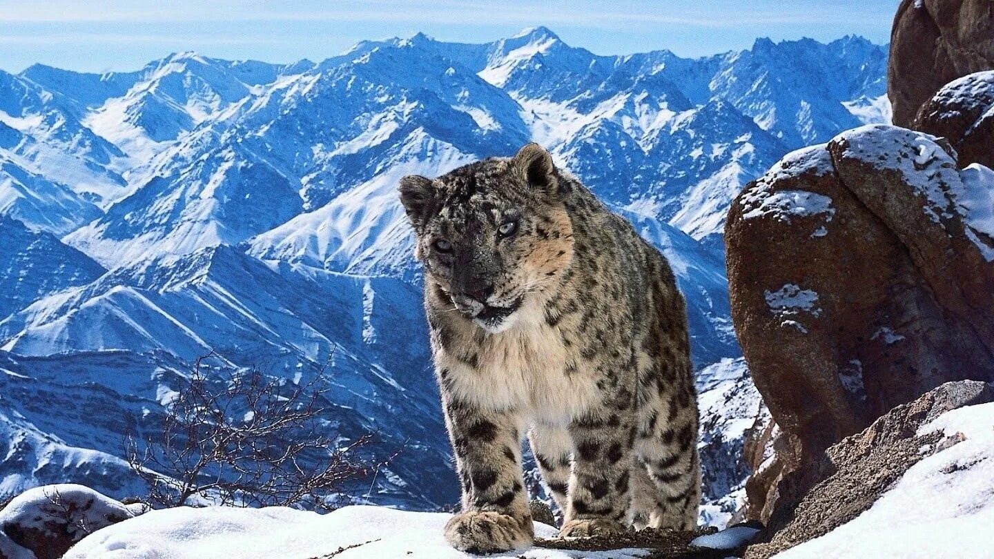 Снежный Барс Тянь Шань. Снежный Барс в Гималаях. Снежный Барс Приэльбрусье животное. Снежный Барс Приэльбрусье 3*. Сохранение численности снежного барса