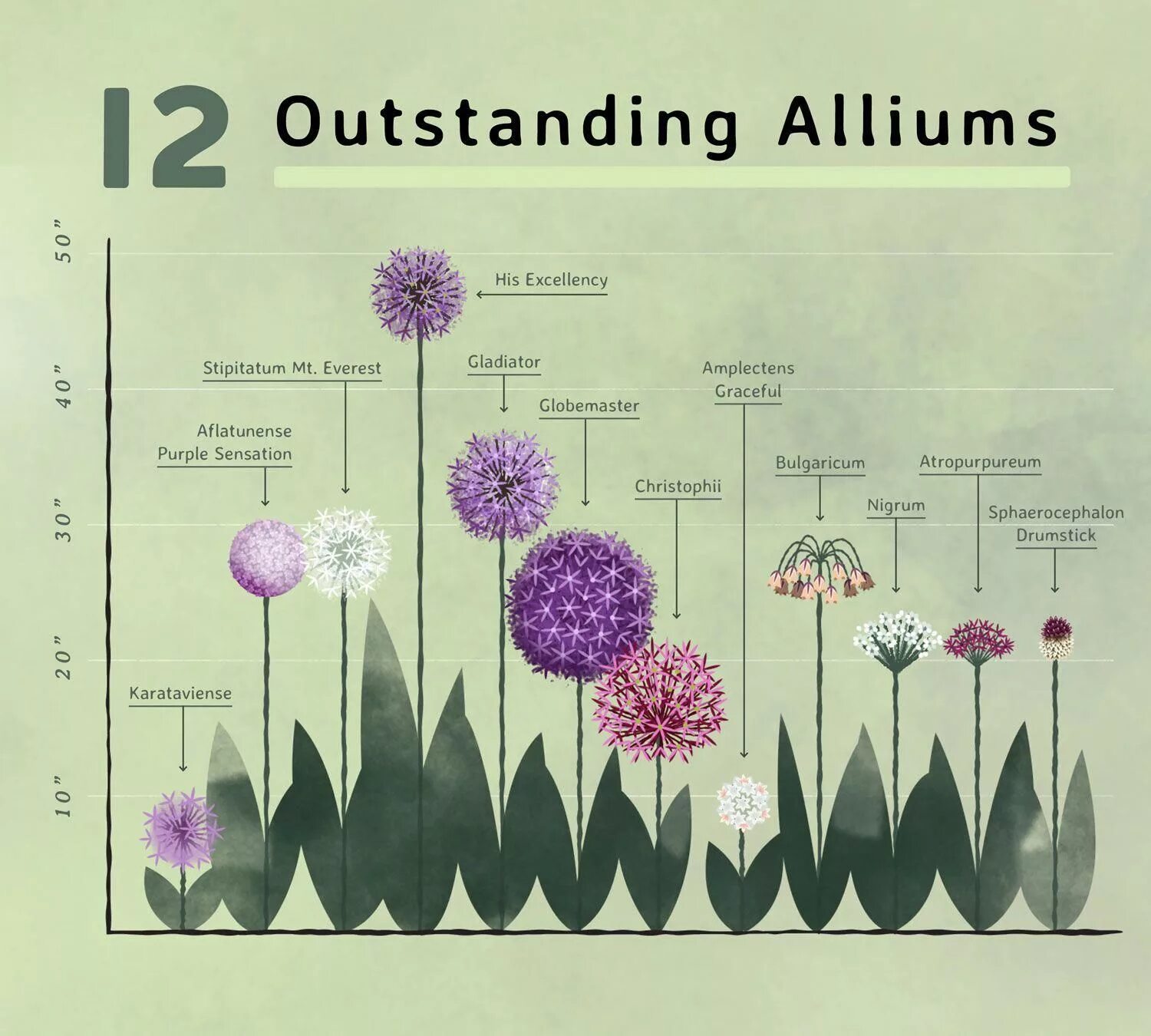 Allium amplectens 'Graceful' - Лук (охватывающий?) 'Gracef. Flickr