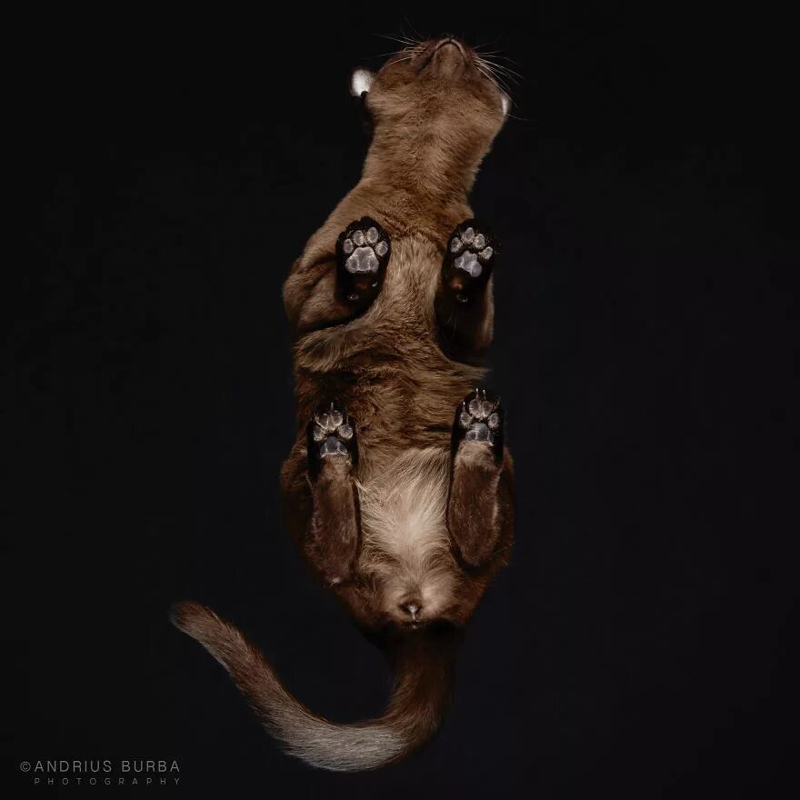 Андриус Бурба фотограф. Кошачий фотограф Андриус Бурба. Кошка необычный ракурс. Кот в необычном ракурсе. Животные снизу