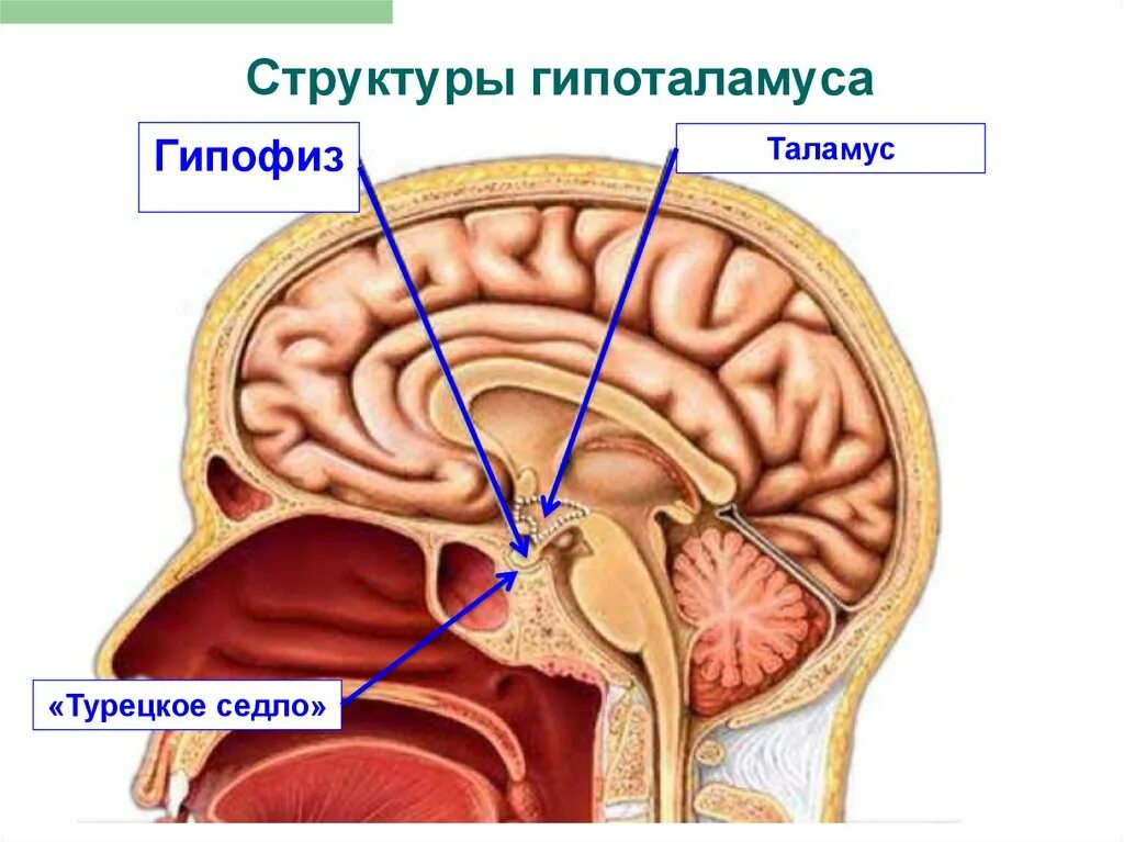 Гипофиз в турецком седле. Турецкое седло в голове. Турецкое седло в черепе человека. Расположение гипофиза в черепе.