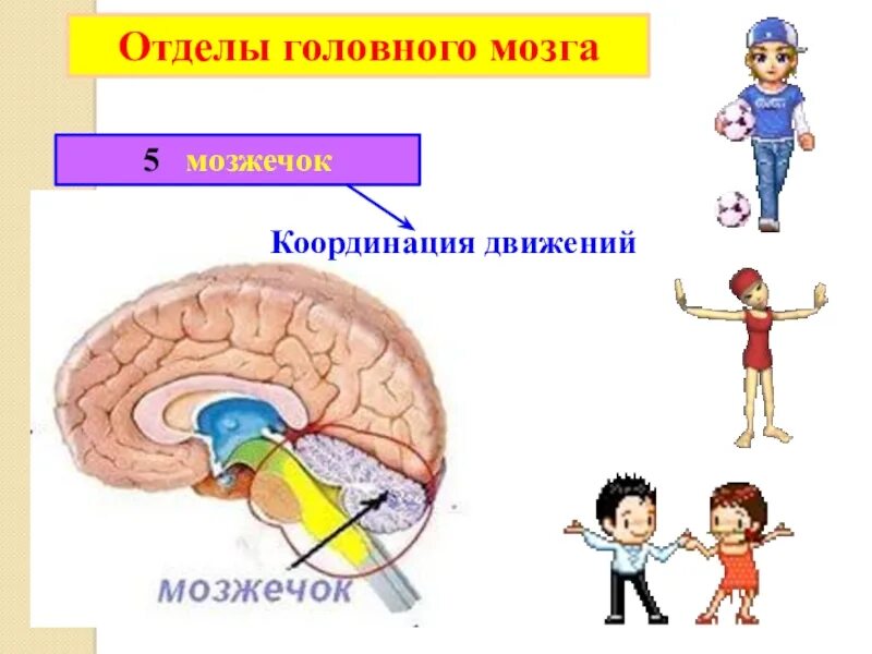 Плохо развит мозжечок. Мозжечок отвечает за координацию движений. Координация движений отдел мозга. Отделы мозга координация. Часть мозга отвечающая за координацию движений.