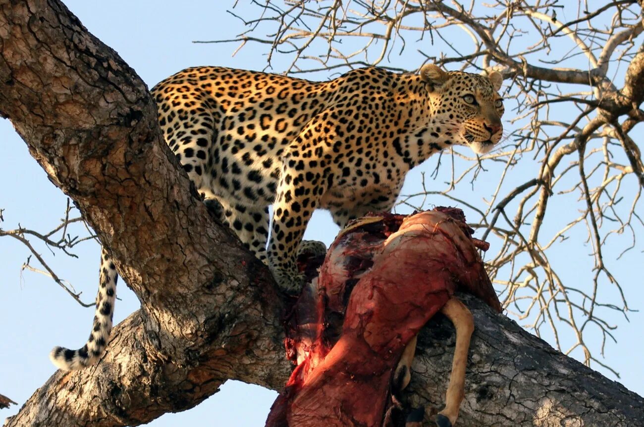 Плотоядные едят. Амурский леопард (Panthera pardus orientalis). Переднеазиатский леопард охотится. Килиманджаро леопард. Дальневосточный леопард на охоте.