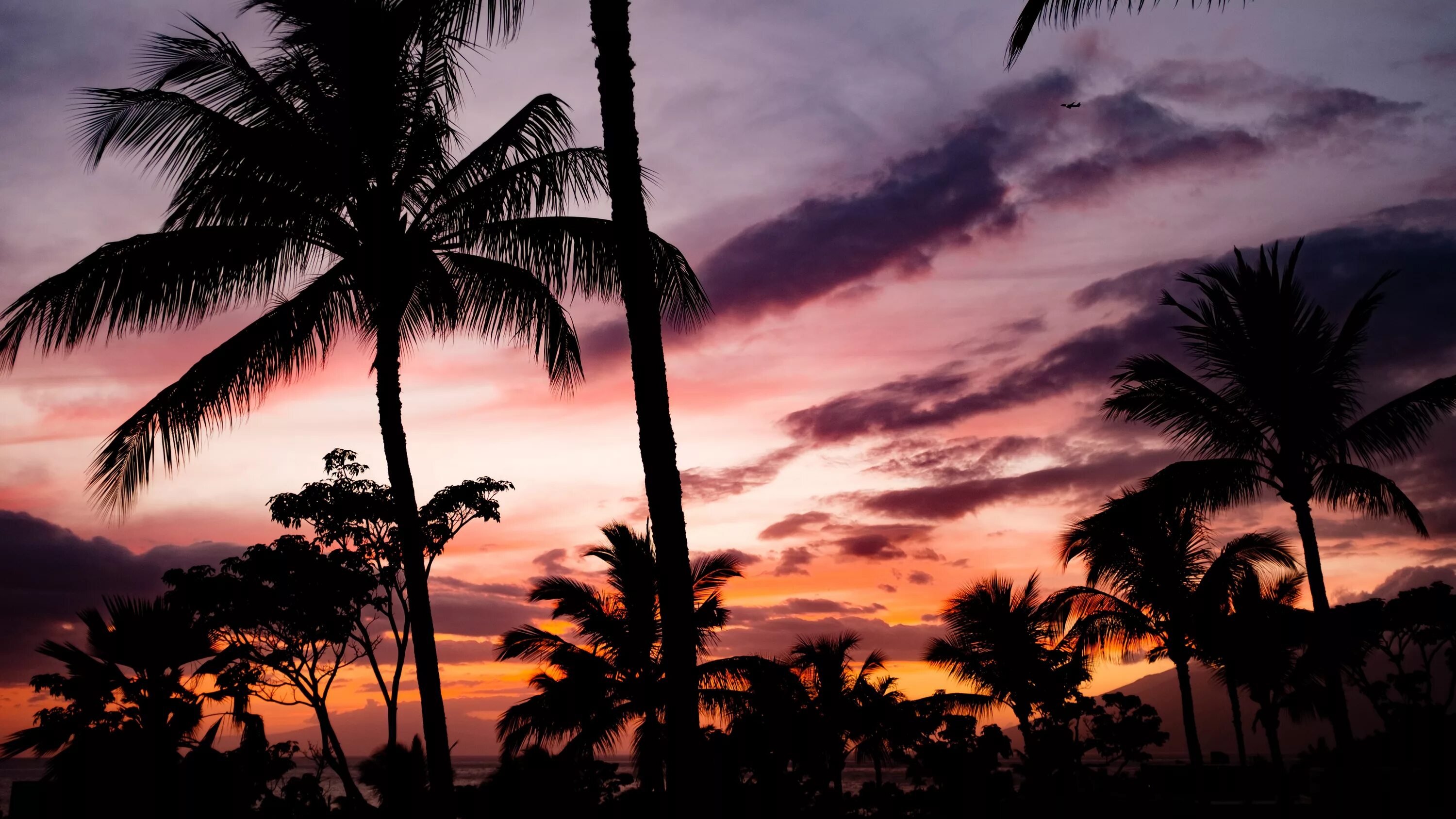 Закат обои на айфон. Пальмы на закате. Тропические пальмы. Тропики закат. Красивый закат на море с пальмами.