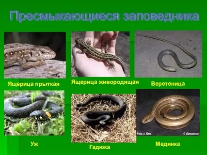 Расположите в правильном порядке пресмыкающиеся гадюка