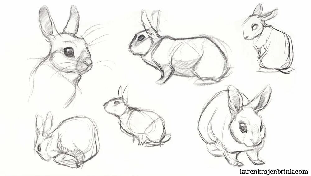 Кролик референс анатомия. Кролик сзади референс. Голова кролика референс. Заяц референс. Кроличьи уши референс.