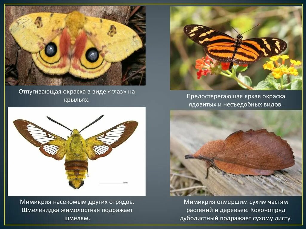 Примеры мимикрии у животных. Отпугивающпя окркска пример. Мимикрия у насекомых. Мимикрия это в биологии. Отпугивающая окраска примеры животных.