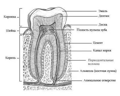 Схема зуба картинка