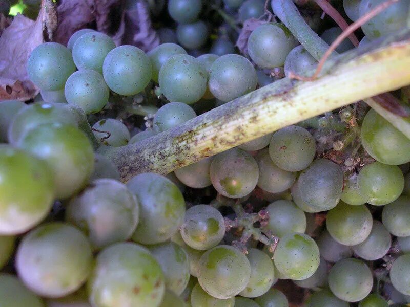 Мильдью фото виноград