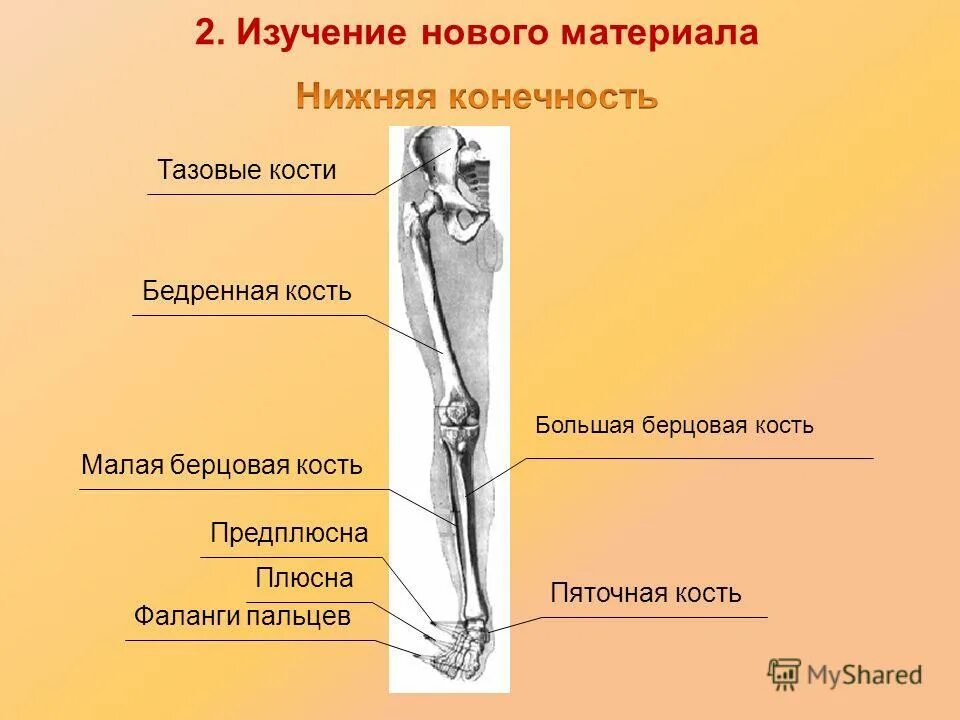 Находится берцовая кость. Большая берцовая и малая берцовая кость. Скелет человека. Большая и малая берцовая кость. Малая и большая берцовые кости у человека. Кость большая берцоваякрс.