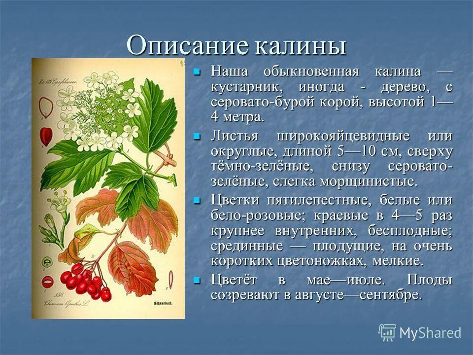 калина характеристика растения. причины калины. полезные и лечебные свойства калины. калина символ украины. описание дерева калины.