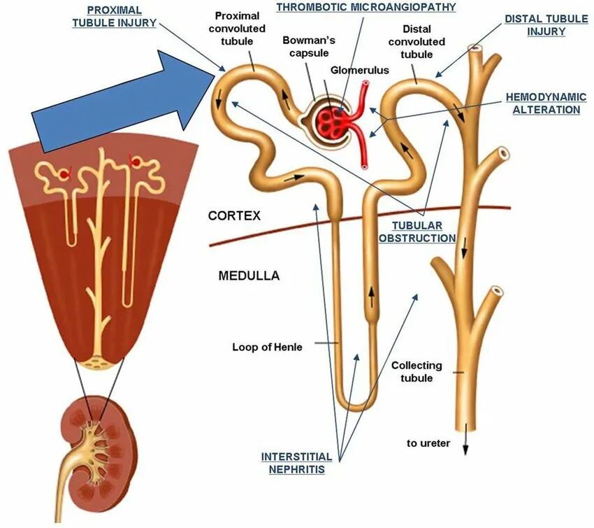Строение нефрона почки анатомия. Анатомия почечного нефрона. Строение почки и нефрона рисунок. Схема строения нефрона почки. 1 нефрон состоит из
