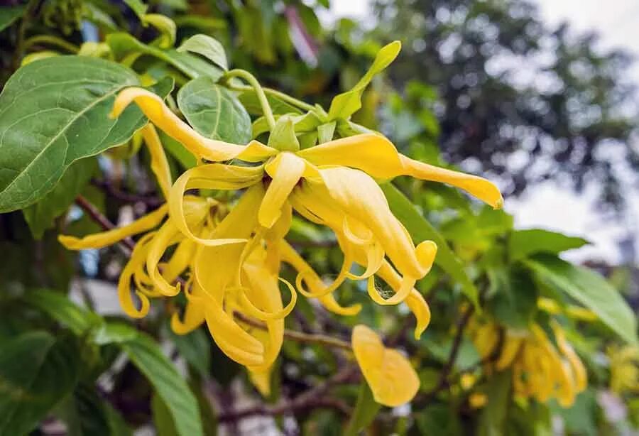 Иланг-иланговое масло. Иланг-иланг эфирное. Иланг-иланг арома масло. Кананга душистая. Иланг цветок.