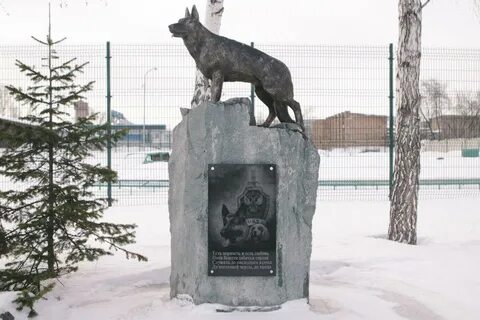 Собака новосибирск