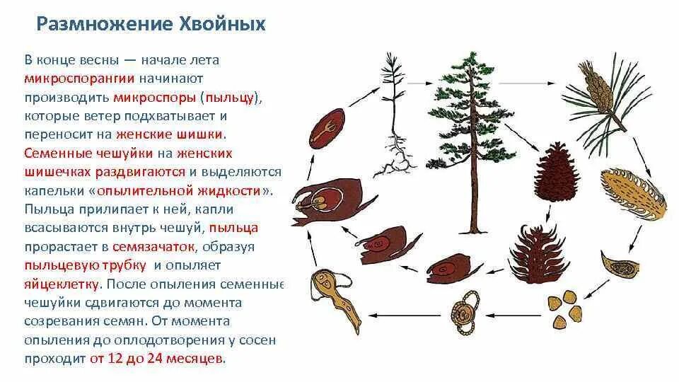 Хвойные егэ. Размножение голосеменных растений схема. Размножение голосеменных сосна. Размножение голосеменных шишка. Размножение сосны схема.