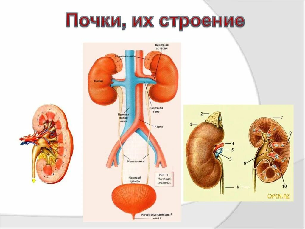 Почка анатомия человека