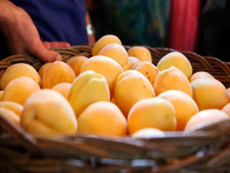 Абрикос армянский сорт. Араратская долина абрикосы шалах. Армянский абрикос шалах ящик. Армяне абрикосы. Армяне абрикосы.