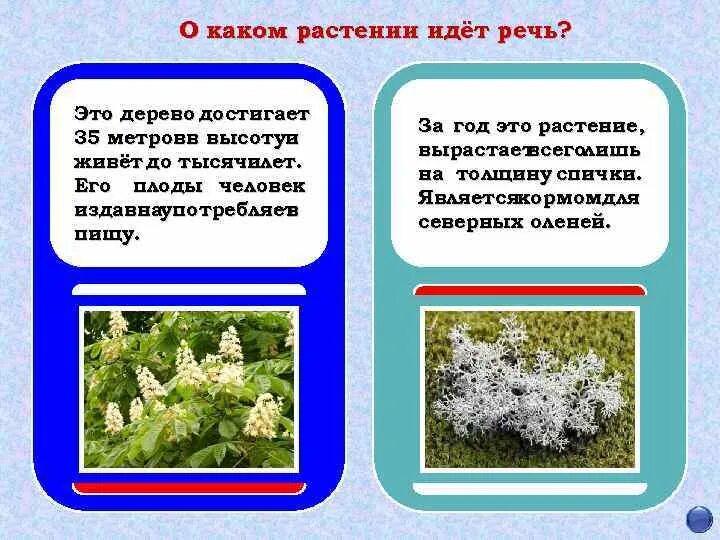 О каком растении идет речь. Как о каком растении идет речь это. Угадайте о каком растении идет речь. Разгадать о каком растении идет речь:меня в народе. Какое растение ты видишь