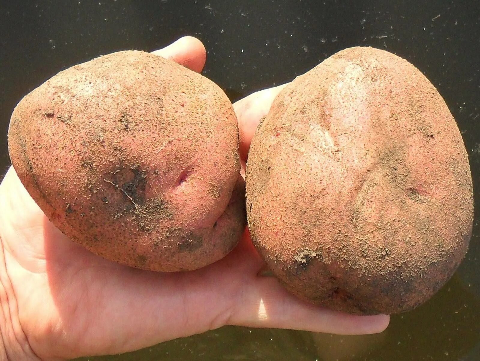 Какие семена картошки. Сорт семенной картофель Рамона. Сорт картошки Рамона. Сорт картофеля Рамона.