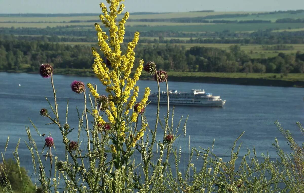 Травы нижегородской области. Растительность Нижегородской области. Кама растение. Кама цветет. Растения Нижегородской области фото.