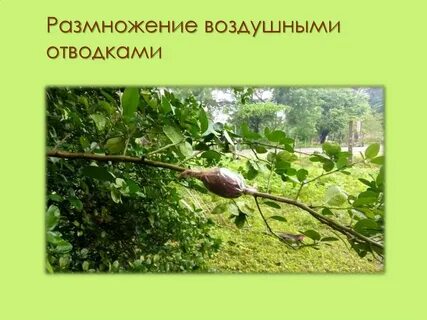 Плодовое размножение