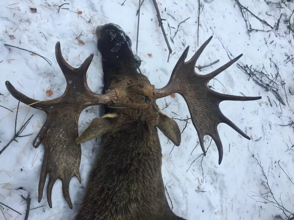 добыча лосей