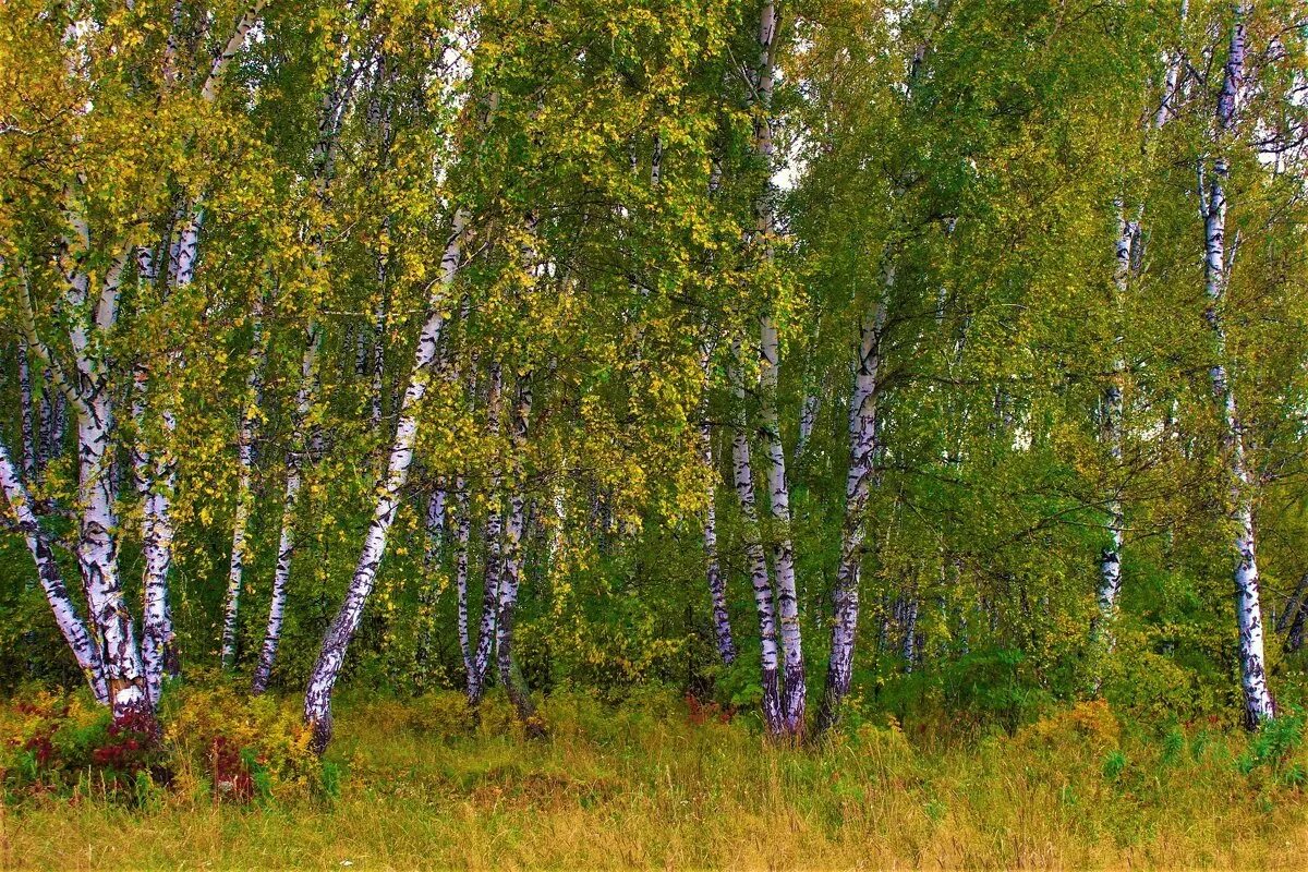 Вдали виднелась березовая