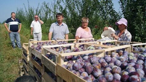 Кфх сад краснодарский край