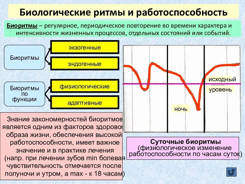 Биоритмы человека. Экзогенные биоритмы. Биоритмы и работоспособность. Суточный ритм работоспособности. Уровень активности и работоспособности