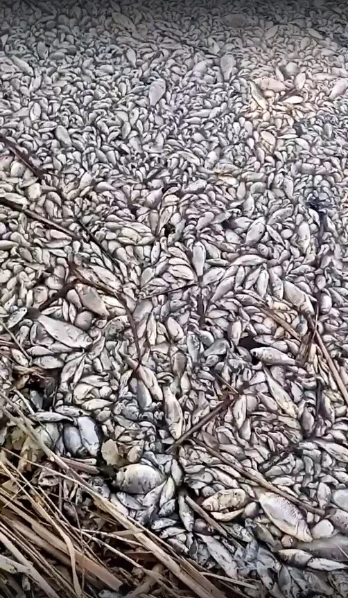 Гибель рыбы в Торбаево Касимовского. Тонна рыбы. Брюховецкий район массовая гибель рыбы. Массово гибнут
