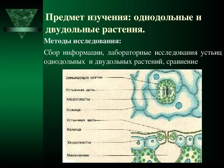 Хлоропласты в устьицах. Строение устьица. Устьица у растений это. Строение устьиц растений. Расположение устьиц на листе.