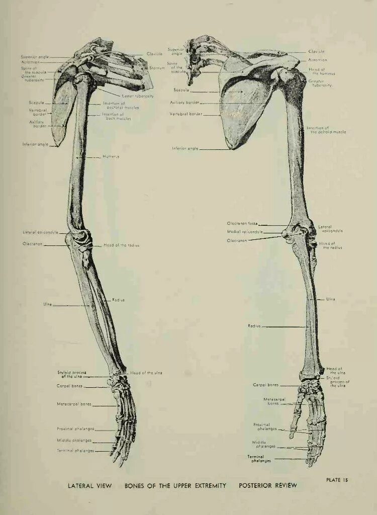 Строение конечностей рисунок. Скелет верхней конечности анатомия. Скелет верхней конечности человека вид сзади. Строение верхней конечности анатомия. Скелет верхней конечности анатомия латынь.
