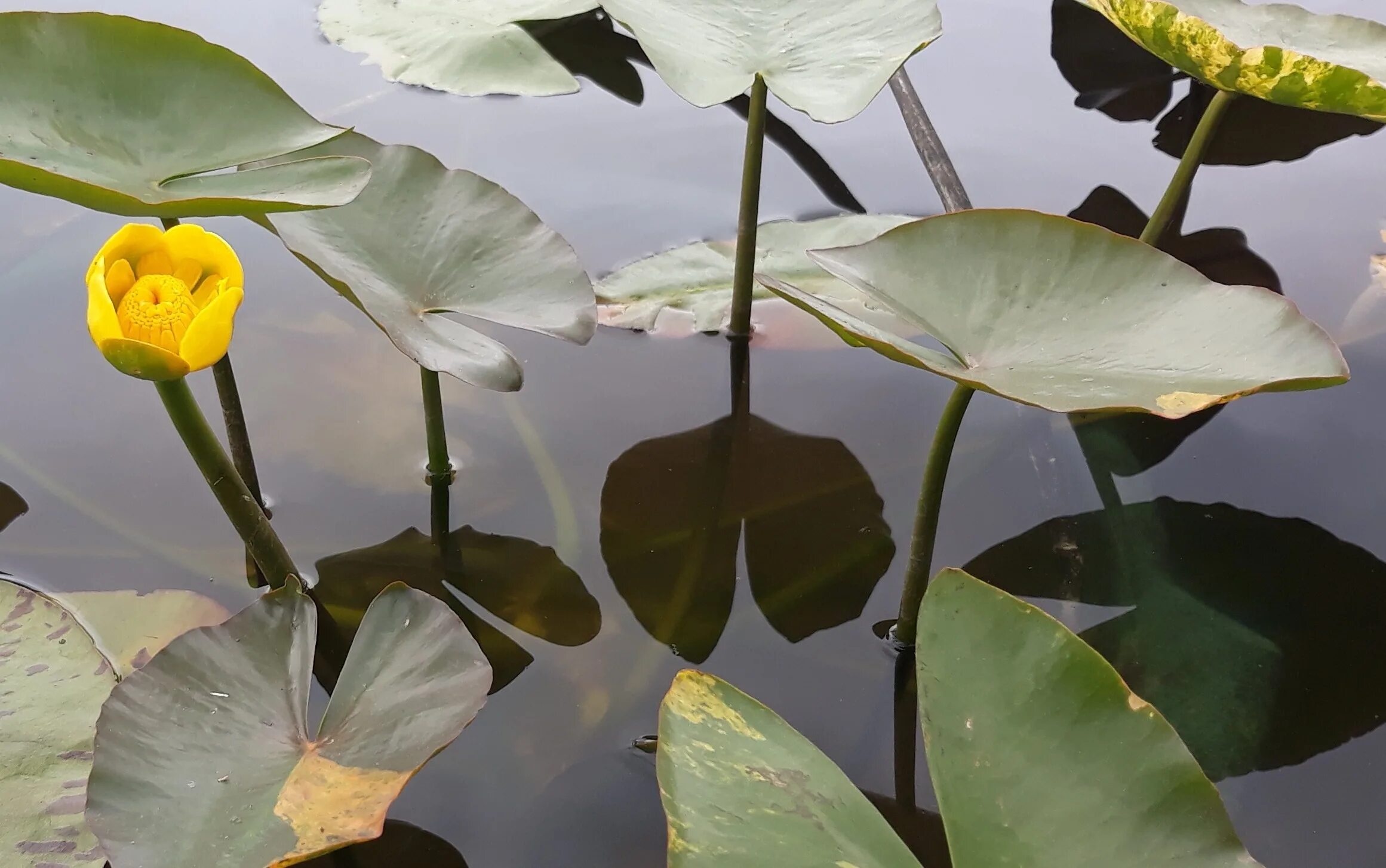 Водные растения челябинской области. Кубышка японская Nuphar japonica. Кубышка малая Nuphar pumila. Кубышка кувшинка стрелолист. Кубышка малая и кувшинка.