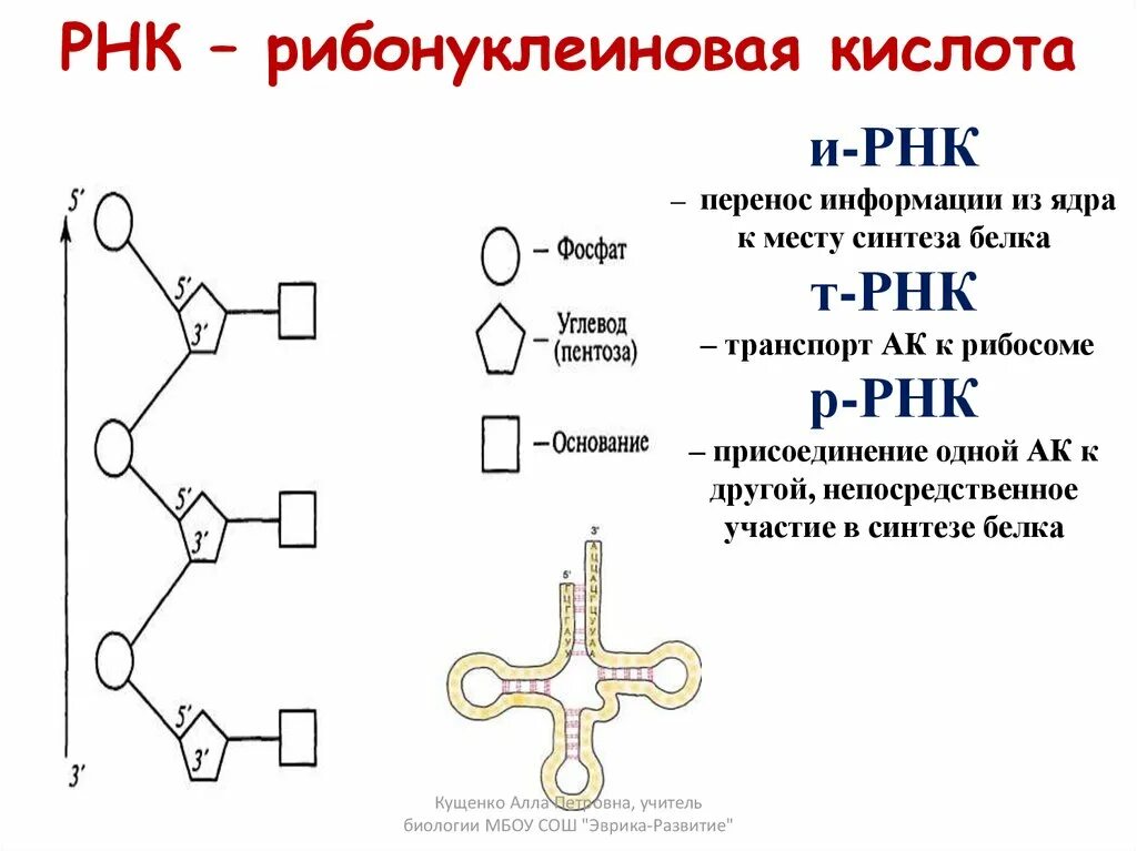 Состав нуклеотидов рибонуклеиновой кислоты РНК. Рибонуклеиновая кислота РНК строение. Структура рибонуклеиновых кислот (РНК).. Рибонуклеиновая кислота состав схема.