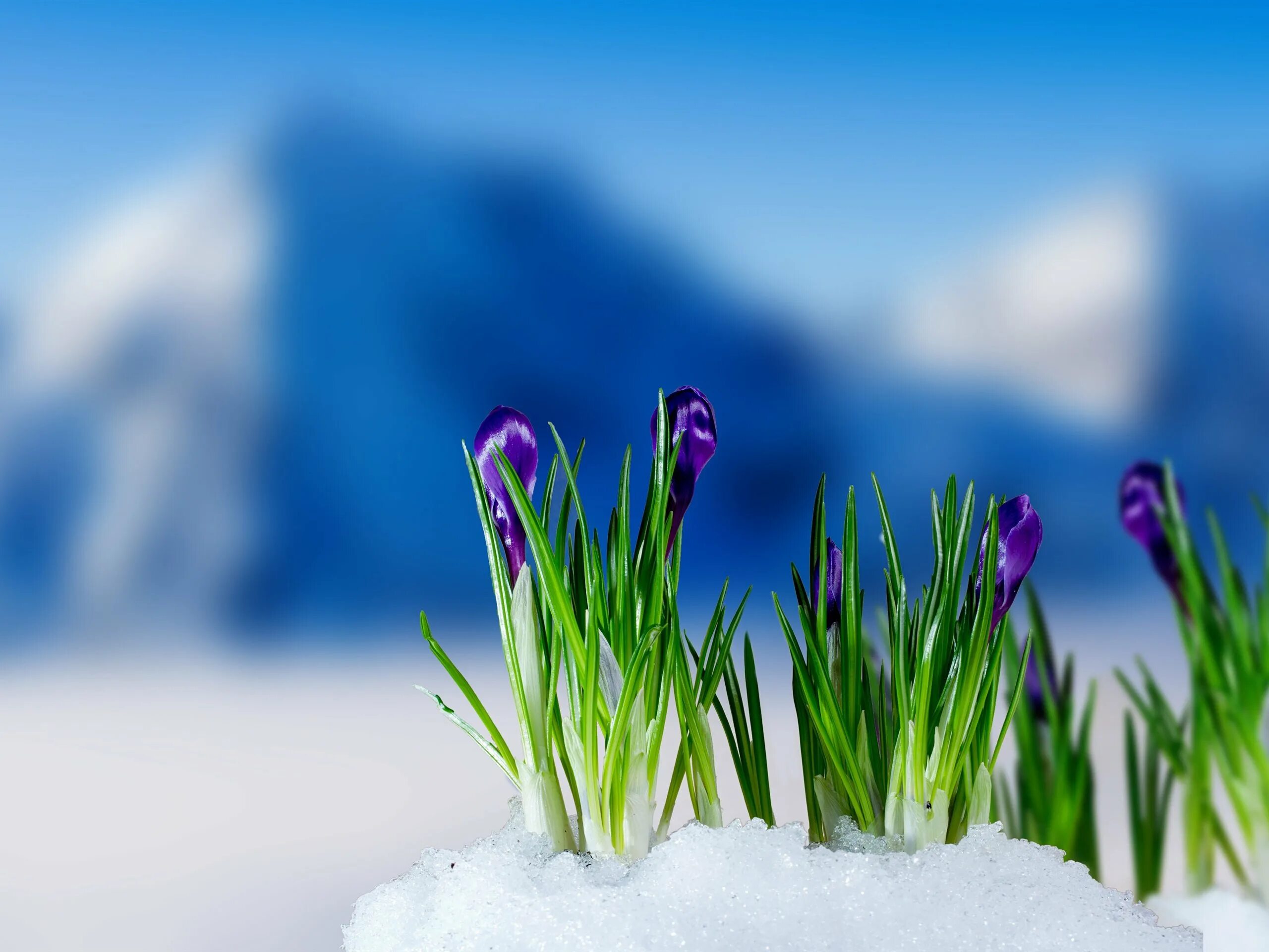 Весенние цветы. Цветы в снегу. Весенние цветы в снегу. Картинки на телефон март вертикальные