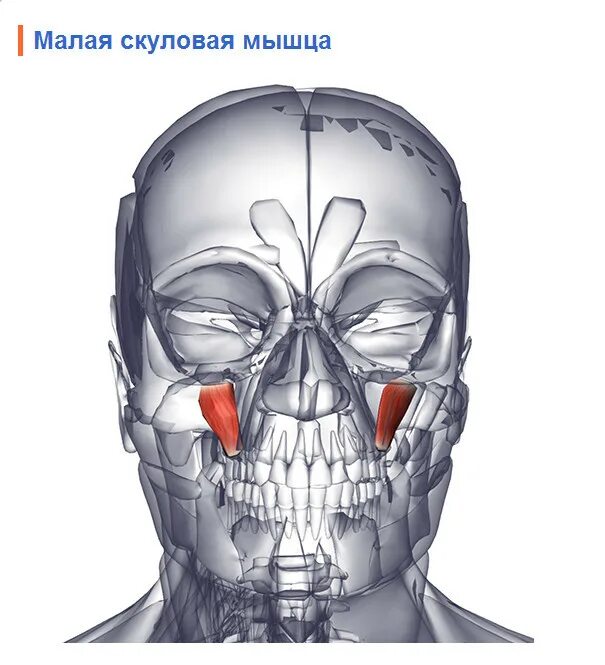 Левый угол рта. Малая скуловая мышца. Малая скуловая мышца (m. zygomaticus Minor). Малая скуловая мышца анатомия.