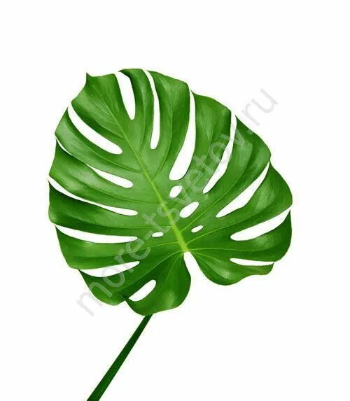 Окрашенные листья монстеры. Искусственные листья для декора. Серо зеленая монстера. Монстера тип жилкования листа. Лист монстеры (29bj-759-30).